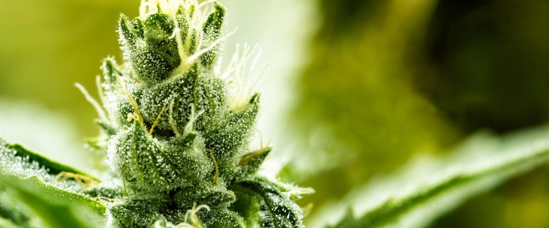 Exploring the Physical Effects of THC