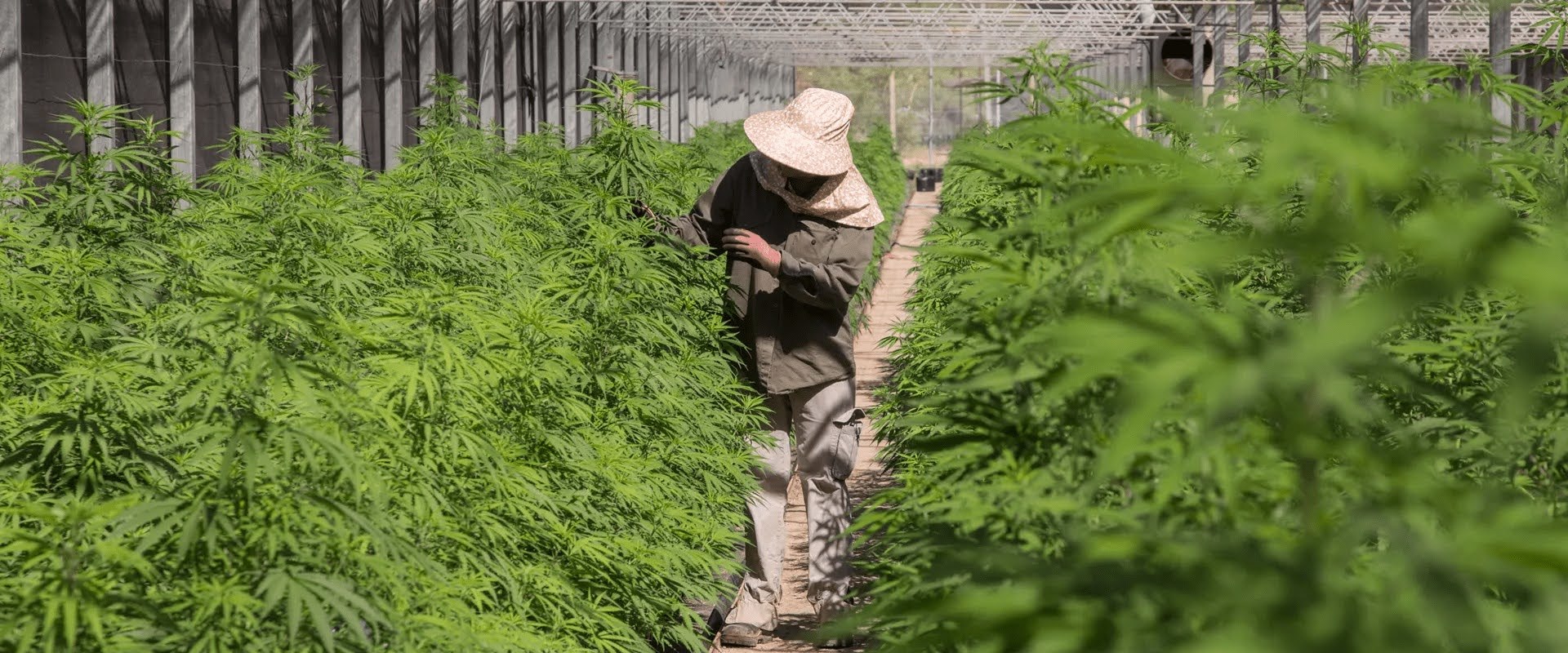 Exploring the Legal Status of Marijuana in Latin America